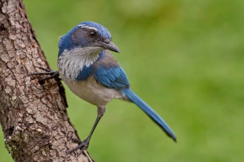 California Scrub-Jay (Aphelocoma californica)