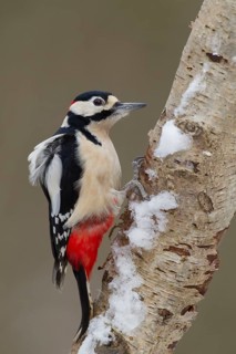 Great spotted woodpecker (Dendrocopos major) adult bird on a snow covered tree branch in a woodland