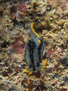 Double-crowned cornet snail (Polycera capensis)
