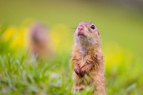 Two adult European ground squirrel (Spermophilus citellus) or European souslik stand tall in green