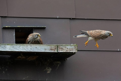 Common Kestrel (Falco tinnunculus), two adult birds, a breeding pair in front of a nesting entrance