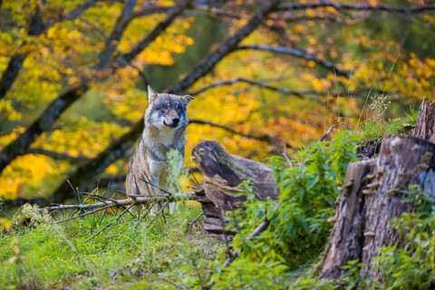 One eurasian gray wolf (Canis lupus lupus) sits on a small hill between logs and rocks with a