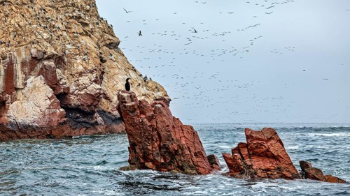 Red rocks in the sea with lots of flying birds under grey skies, The rocky coast of the Ballestas