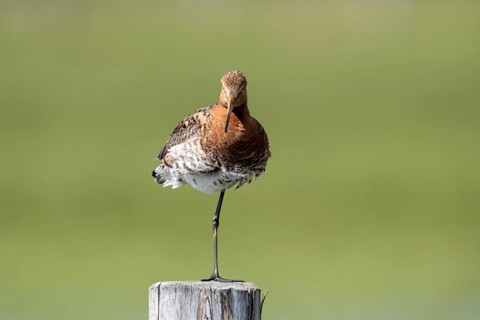 Black-tailed godwit (Limosa limosa), Ochsenmoor, Dümmer, Lemförde, Lower Saxony, Germany