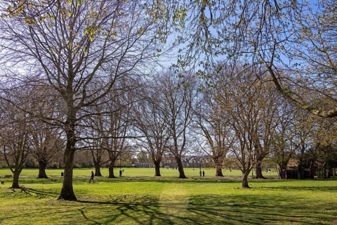 Avenue, Platanus × acerifolia (Platanus hispanica), Jesus Green, Cambridge, England, United Kingdom