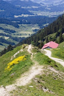 Hiking trail to a mountain hut surrounded by flowering meadows, Oberstaufen, Bavaria, Germany