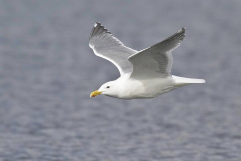 Glaucous-winged Gull (Larus glaucescens) flying, British Columbia, Canada