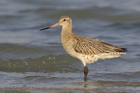 Bar-tailed godwit, (Limosa lapponica), foraging, waters, biotope, animals, birds, snipe, Barr Al
