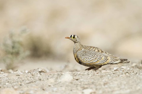 Lichtenstein's Sandgrouse (Pterocles lichtensteinii), Oman