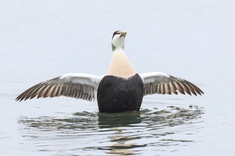 Eider (Somateria mollissima), male flapping his wings, wildlife, nature photography, duck bird,