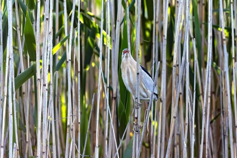 Common little bittern (Botaurus minutus, Ixobrychus minutus) male foraging in reed bed, reedbed