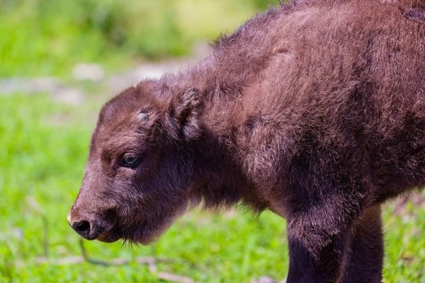 Portrait of an European bison calf (Bison bonasus)