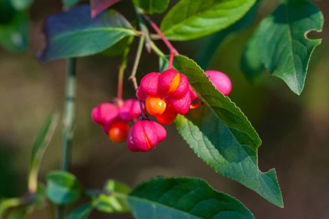 Celastraceae, Euonymus europaea, European Spindle, Common Spindle, Common Spindle, Common Spindle,