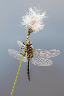 Black Darter (Sympetrum danae) on cotton grass, Goldenstedt, Lower Saxony, Germany