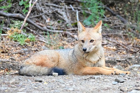 Free-ranging Andean jackal (Lycalopex culpaeus) seen in Nahuel Huapi National Park, Bariloche,