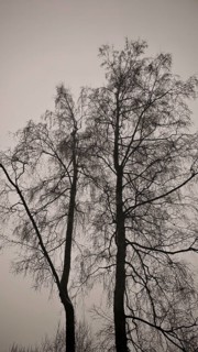 Silhouette of tall trees against the cloudy winter sky, hiking in winter on the Rennsteig,