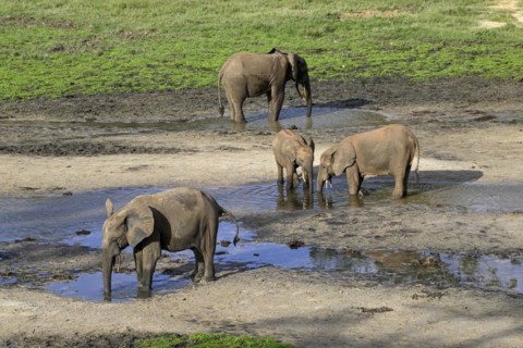 African forest elephants (Loxodonta cyclotis) in the Dzanga Bai forest clearing, Dzanga-Ndoki
