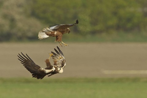 Western Marsh Harrier (Circus aeruginosus) mating, Rhineland-Palatinate, Germany