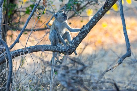 Vervet Monkey (Cercopithecus aethiops) South Luangwa NP Zambia August