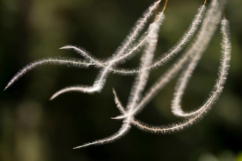 Dwarf feathergrass, hairgrass, hairy feathergrass, pingrass, poaceae, stipa capillata, sweet grass,