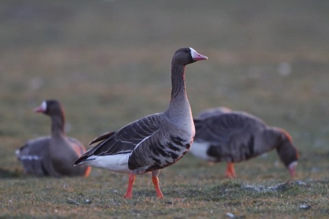 Greater White-fronted Goose (Anser albifrons) foraging, North Rhine-Westphalia, Germany