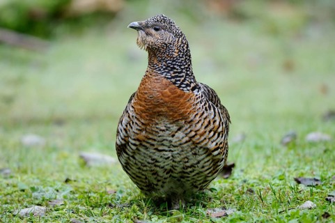 A wood grouse stands in the grass with detailed plumage, surrounded by natural vegetation,