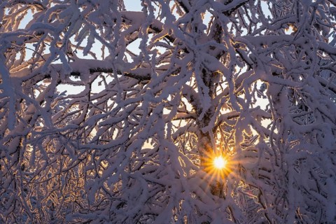 Snowy birch tree against light, Norrbotten, Lapland, Sweden, February 2024