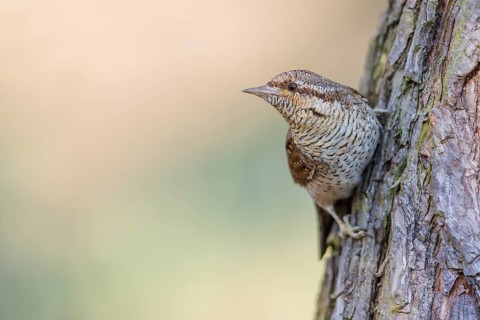 Wendehals, Jynx torquilla Eurasian Wryneck, Northern Wryneck, Jynx torquilla