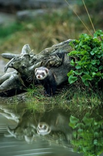Carnivora, polecat, mustela putorius, polecat, predators, high size, portrait format, mammals,