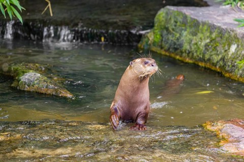 A giant otter or giant river otter (Pteronura brasiliensis) leaves a water basin close to a small