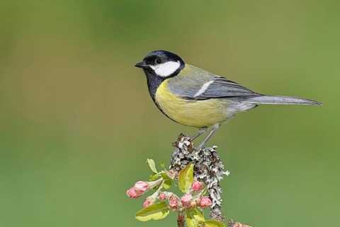 Great tit (Parus major) sitting on a branch with apple blossoms (Malus domestica), Wilnsdorf, North