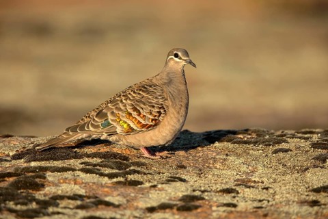 Common Bronzewing (Phaps chalcoptera) female perched on the ground, South Australia, Australia