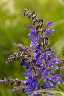 Czech Republic, Lamiaceae, Lamiaceae, sage, salvia pratensis, Czech Republic, meadow sage, flora,