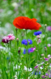 Corn poppy in colourful flower meadow, Münsterland, North Rhine-Westphalia, Germany