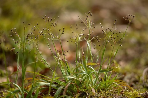 Hairy groves, hairy marbles, rushes, spring groves, hairgroves, grogroves, juncaceae, luzula