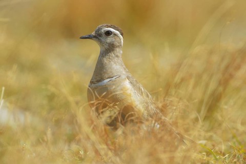 Eurasian Dotterel (Charadrius morinellus) male, Abruzzo, Italy
