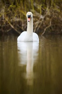 Mute swan (Cygnus olor) swimming on a lake, Bavaria, Germany