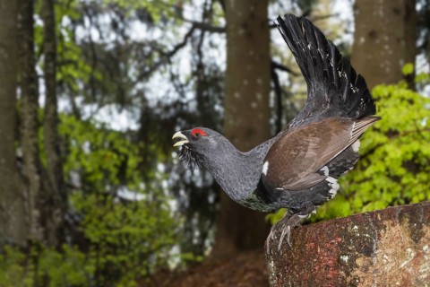 Western Capercaillie (Tetrao urogallus) male displaying, Trento, Italy