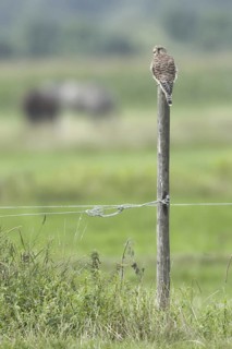 Common Kestrel (Falco tinnunculus) female, Netherlands