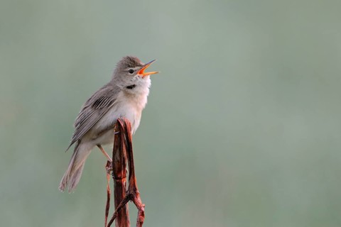 Marsh Warbler (Acrocephalus palustris) male singing, North Rhine-Westphalia, Germany