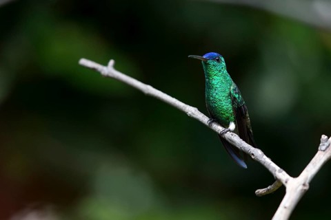 Indigo-capped Hummingbird (Amazilia cyanifrons) perched on a branch, Cundinamarca, Colombia