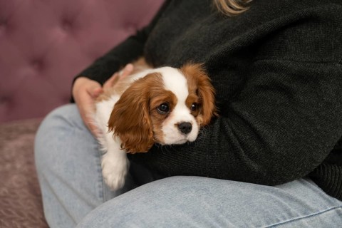 A cozy scene featuring a puppy relaxing in the arms of its owner at home. The warmth and comfort of