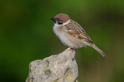 Tree sparrow (Passer montanus), sitting on a stone, biosphere reserve, Swabian Alb,