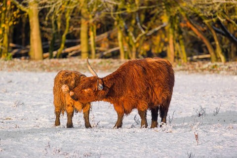 A highland cow (Bos primigenius taurus) grooms her calf on a snow-covered pasture at the edge of