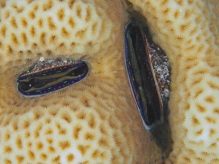 Coral comb mussel (Pedum spondyloideum)