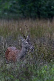 In the late evening, a red deer (Cervus elaphus) appears on the natural forest meadow, August,