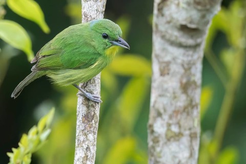 Green Shrike-Vireo (Vireolanius pulchellus) perched on a branch in Panama