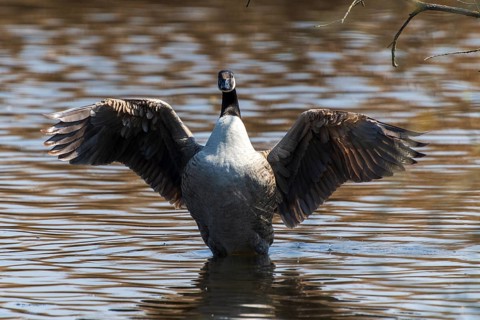 A goose with spread wings in the rear view on the water, Canada goose, (Ardea cinerea), wildlife,