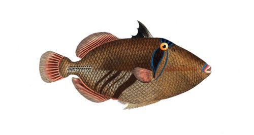 Fish, Pisces, Balistes aculeatus, the spiny tail, Historical, digitally restored reproduction from