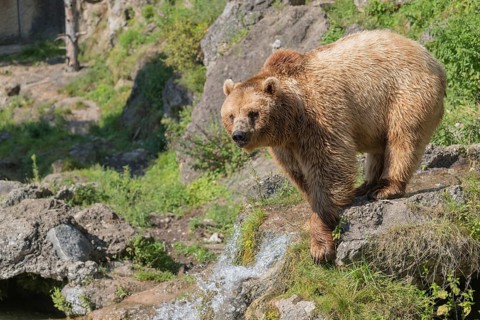 One eurasian brown bear (Ursus arctos arctos) walking over a little water cascade and between rocks